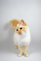 Picture of red point Birman cat