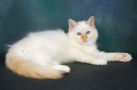 Picture of red point birman kitten lying down