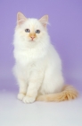 Picture of red point birman kitten