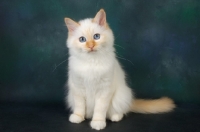 Picture of red point birman kitten