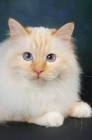 Picture of red point birman looking at camera