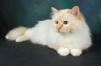 Picture of red point birman lying down in studio