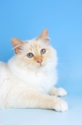 Picture of red point birman lying down on blue background