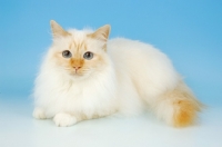 Picture of red point birman on blue background