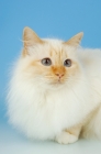 Picture of red point birman portrait