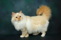 Picture of red point birman side view