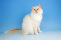 Picture of red point birman sitting on blue background