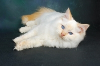 Picture of red point ragdoll cat, lying down