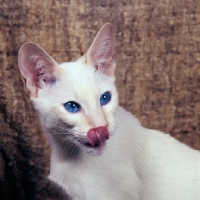 Picture of red point siamese cat licking