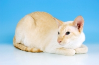 Picture of red point siamese cat looking away
