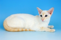 Picture of red point siamese cat lying down on blue background