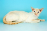 Picture of red point siamese cat lying down