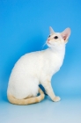 Picture of red point siamese cat sitting down on blue background