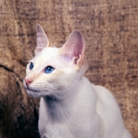 Picture of red point siamese cat