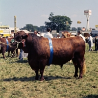 Picture of red poll bull at a show