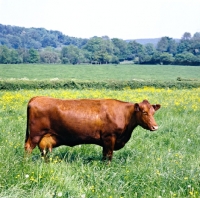 Picture of red poll cows at bosley court