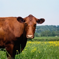Picture of red poll cows at bosley court