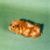 Picture of red roan abyssinian guinea pig on green background