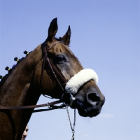 Picture of red rum, famous grand national winner