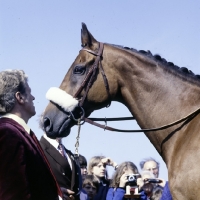 Picture of red rum, famous grand national winner with admirers