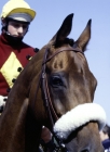 Picture of red rum, famous grand national winner