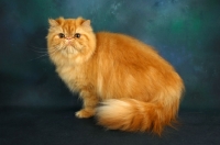 Picture of red self Persian