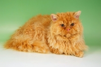 Picture of red selkirk rex cat