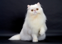 Picture of Red Silver Chinchilla coloured Persian Cat, one leg up
