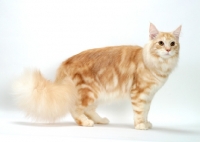 Picture of Red Silver Classic Tabby Maine Coon