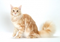 Picture of Red Silver Classic Tabby Maine Coon