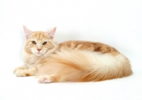 Picture of Red Silver Classic Tabby Maine Coon lying down