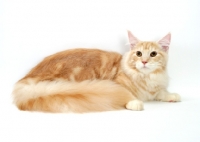 Picture of Red Silver Classic Tabby Maine Coon lying down