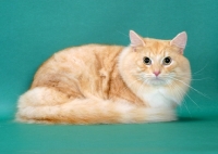 Picture of Red Silver Mackerel Tabby & White Norwegian Forest Cat, on green background