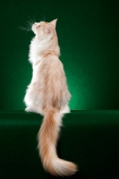 Picture of red silver Maine Coon cat on green background