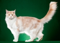 Picture of red silver Maine Coon cat standing on green background