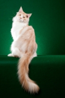 Picture of red silver Maine Coon cat standing upright on green background