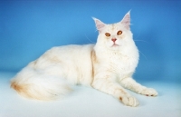 Picture of red silver shaded Maine Coon