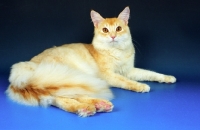 Picture of red silver Somali cat, lying down