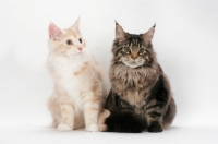 Picture of red silver tabby with brown tabby Maine Coon