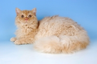 Picture of red smoke longhair selkirk rex lying down