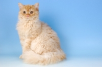 Picture of red smoke longhair selkirk rex sitting