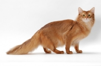 Picture of red Somali cat in studio