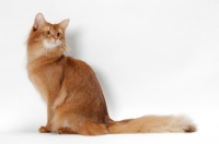 Picture of red Somali cat looking back