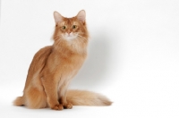 Picture of red Somali cat on white background