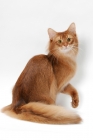 Picture of red Somali cat, one leg up
