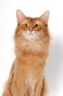 Picture of red Somali cat portrait