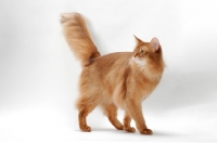 Picture of red Somali cat walking