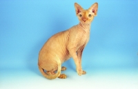 Picture of red Sphynx sitting on blue background