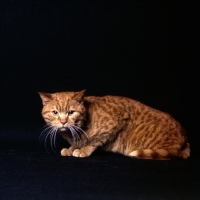 Picture of red spotted British Shorthair cat