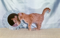 Picture of red spotted kitten looking in mirror